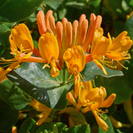 Wiciokrzew 'Tellmanna' (lonicera x tellmanniana) C2 - Zdjęcie №3
