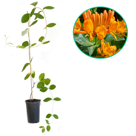 Wiciokrzew 'Tellmanna' (lonicera x tellmanniana) C2 - Zdjęcie №1