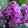 Lagerstroemia indica Eternal® (C2 h 20-35 cm) : zmniejszona - Zdjęcie №3