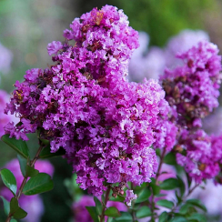 Lagerstroemia indica Eternal®