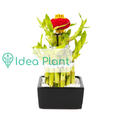 Lucky bamboo (dracena sanderiana) 2 poziomy (czarna donica)