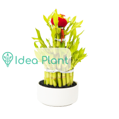 Lucky bamboo (dracena sanderiana) 3 poziomy (biala donica)