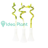Lucky bamboo spirale 30cm (dracena sanderiana) : zmniejszona - Zdjęcie №1