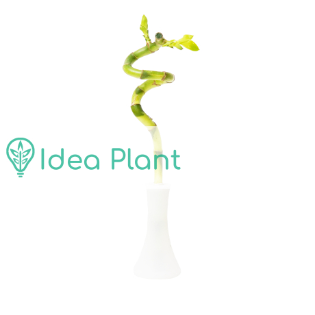 Lucky bamboo spirale 30cm (dracena sanderiana) - Zdjęcie №2