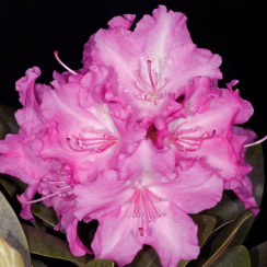 Różanecznik Lumina (rhododendron yakushimanum) C2 h 30-50 cm