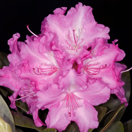 Różanecznik Lumina (rhododendron yakushimanum) C2 h 30-50 cm - Zdjęcie №1