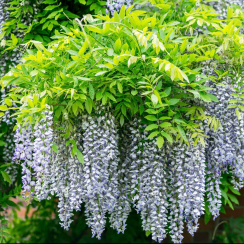 Glicynia Macrobotrys (wisteria floribunda)