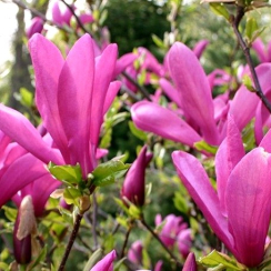 Magnolia hybrydowa Susan