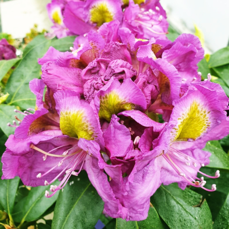 Różanecznik Magic Eye (rhododendron) C2 h 30-50 cm - Zdjęcie №1