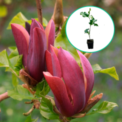 Magnolia Black Beauty