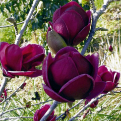 Magnolia Black Tulip (C5)