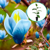 Magnolia Blue Opal (sadzonki szczepione w donice C2 (40-70cm) : zmniejszona - Zdjęcie №1