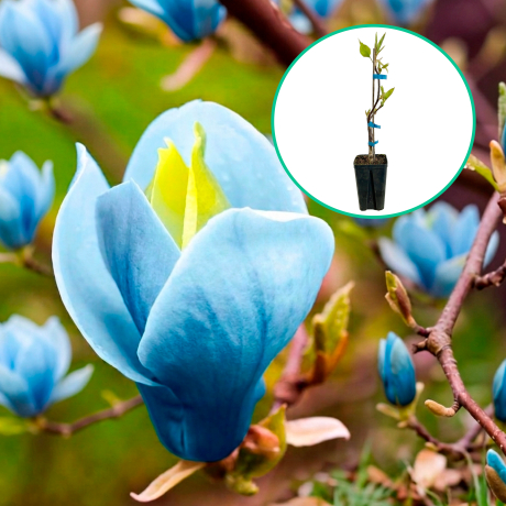 Magnolia Blue Opal (sadzonki szczepione) - Zdjęcie №1