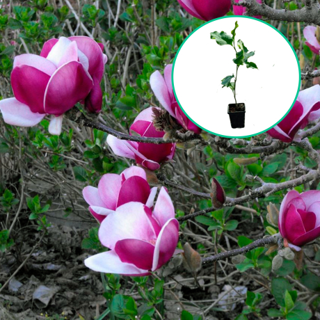 Magnolia 'Cameo' PBR - Zdjęcie №1