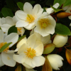 Magnolia Fairy Honey Velvet : zmniejszona - Zdjęcie №3