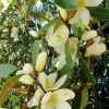 Magnolia Fairy Honey Velvet : zmniejszona - Zdjęcie №2
