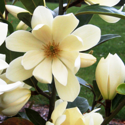 Magnolia Fairy Honey Velvet