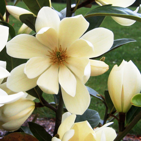 Magnolia Fairy Honey Velvet - Zdjęcie №1