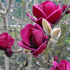 Magnolia Genie