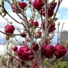 Magnolia Genie : zmniejszona - Zdjęcie №2