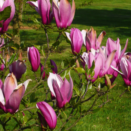 Magnolia Gracilis (liliiflora) - Zdjęcie №2