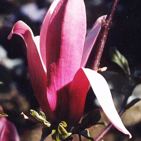 Magnolia Gracilis (liliiflora) - Zdjęcie №1