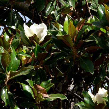 Magnolia Grandiflora (zimozielona) - Zdjęcie №3