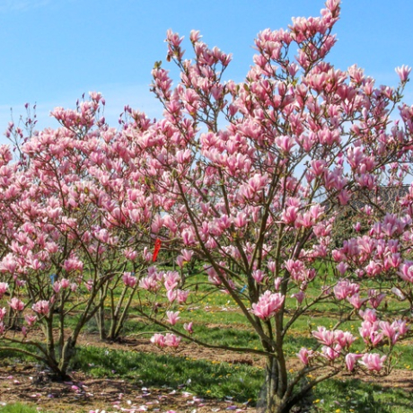 Magnolia soulangeana Heaven Scent - Zdjęcie №2