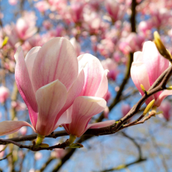 Magnolia soulangeana Heaven Scent
