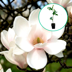 Magnolia Kiki's Broom