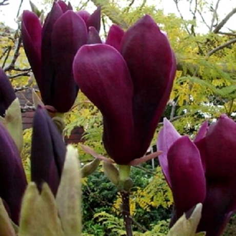 Magnolia purpurowa Nigra (liliiflora) - Zdjęcie №3