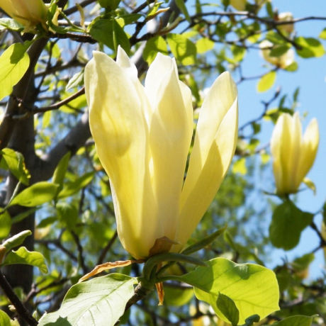 Magnolia Limelight (magnolia szybkorosnąca w С2) - Zdjęcie №1