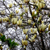 Magnolia Limelight (magnolia szybkorosnąca w С2) : zmniejszona - Zdjęcie №2