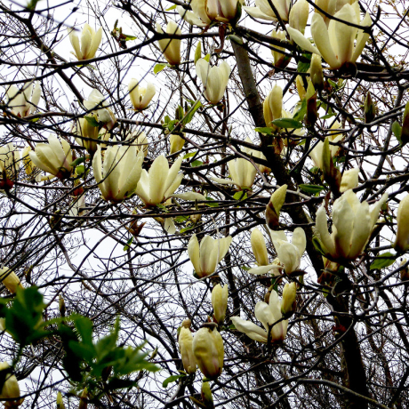 Magnolia Limelight (magnolia szybkorosnąca w С2) - Zdjęcie №2