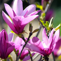 Magnolia Randy