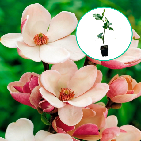 Magnolia Satisfaction - Zdjęcie №1
