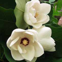 Magnolia Sieboldii (pachnąca)