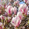 Magnolia x Soulangeana : zmniejszona - Zdjęcie №1
