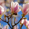 Magnolia soulangeana Speciosa : zmniejszona - Zdjęcie №2