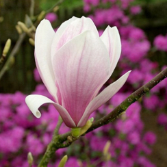 Magnolia soulangeana Speciosa