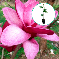 Magnolia Starburst