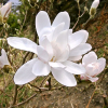 Magnolia Kobus : zmniejszona - Zdjęcie №1
