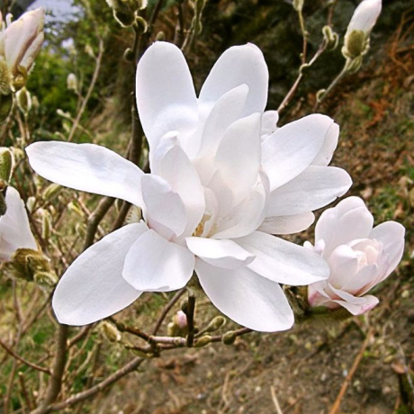 Magnolia Kobus - Zdjęcie №1
