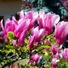 Magnolia hybrydowa Susan : zmniejszona - Zdjęcie №2