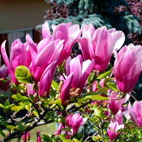 Magnolia hybrydowa Susan - Zdjęcie №2