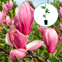 Magnolia Winelight