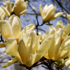 Magnolia Yellow Lantern : zmniejszona - Zdjęcie №1