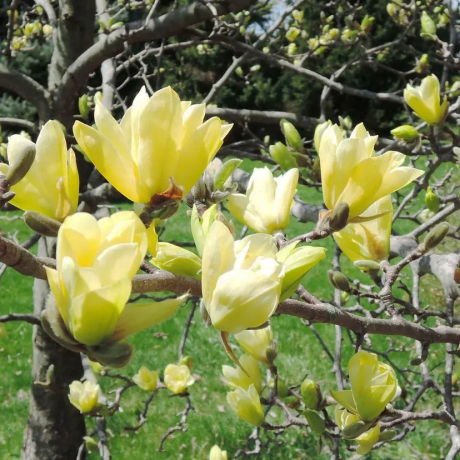Magnolia Yellow Lantern - Zdjęcie №2