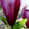 Magnolia purpurowa Nigra (liliiflora) : zmniejszona - Zdjęcie №1