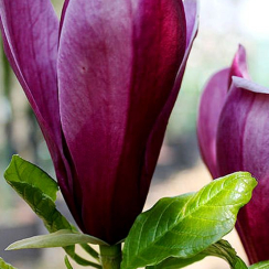 Magnolia purpurowa Nigra (liliiflora)
